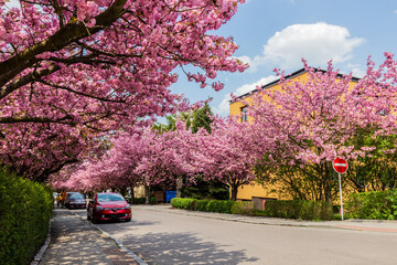 Wall Mural - Flowering sakura trees on Spindlerova street in Usti nad Orlici, Czech Republic