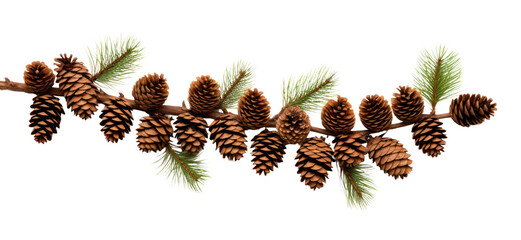 Canvas Print - PNG Fir branches with cones in the corner plant tree white background.