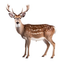 Wall Mural - PNG Fallow deer wildlife animal mammal.