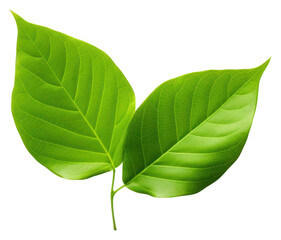 Poster - PNG A mini beautiful leaf plant white background annonaceae.