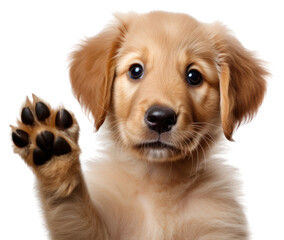 Wall Mural - PNG Puppy waving hand puppy mammal animal.