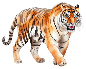 Wall Mural - PNG Wildlife animal mammal tiger.