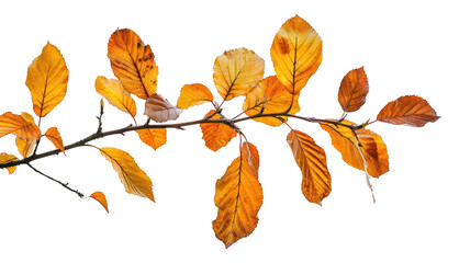 Poster - PNG Autumn leaves on branch