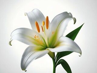 Poster - lily flower on white background.