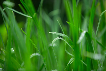 Wall Mural - green grass with dew drops close-up. natural background.