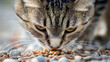 © ADD PHOTO - Close up of a Focused Tabby Cat Eating from a Food Bowl on the Floor