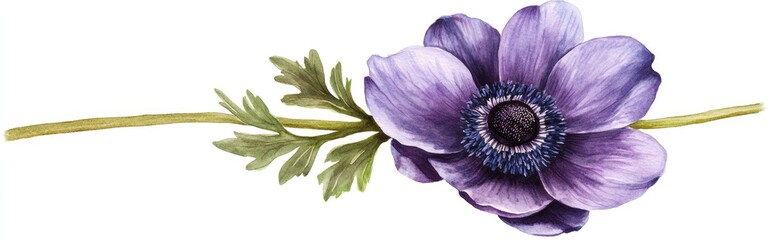 Poster - Watercolor illustration of an anemone flower in a botanical style