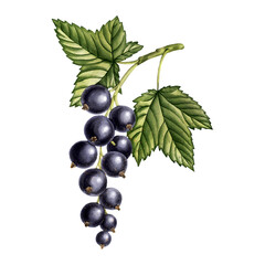 watercolor drawing black currant branch with berries and green leaves isolated at white background, hand drawn illustration