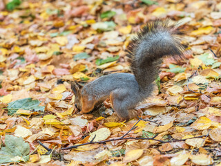 Canvas Print - Squirrel in autumn hides nuts on the green grass with fallen yellow leaves