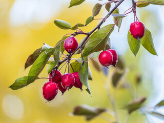 Bright red small wild apples among the yellow leaves in autumn.