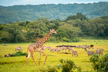 giraffe walking, zebras in background