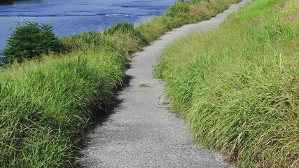 Wall Mural - 新緑の植物に覆われた夏の河川敷道路