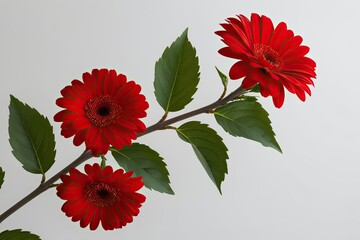 Wall Mural - Isolated Red Flower Branch on Clean White Background