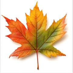 Wall Mural - A single autumn maple leaf rests elegantly on a white background, embodying the season.