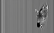 © Noble Nature - Zèbre en noir et blanc émergeant d'un fond de rayures verticales, créant une illusion d'optique façon code barre espace négatif copyspace