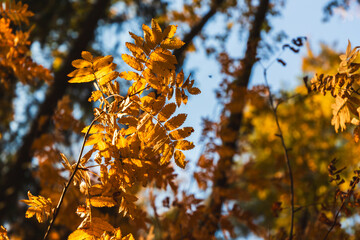 Wall Mural - yellow rowan tree leaves are over blurred autumn forest background