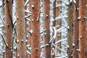 Poster - Pine trunks with snow are in the winter forest, natural background photo