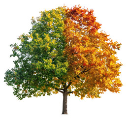 Wall Mural - png seasonal transition tree photo