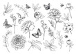 © natality - Set of hand drawn vector peonies, summer garden flowers and leaves, butterflies, bumblebees in black and white sketch style