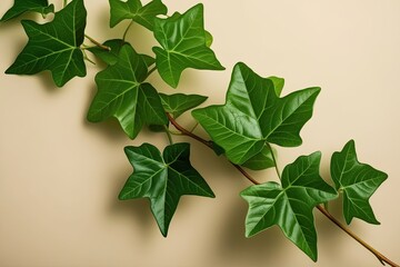 Isolated Lush Green Ivy Branch on Soft Background for Natural Decor and Design