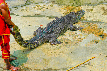 Male crocodile tamer holds the reptile by the tail