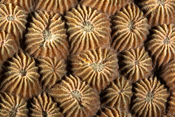 Close-up coral pattern