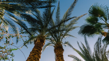 Wall Mural - high palm trees pattern on white background