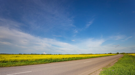 Wall Mural - a road with a field of yellow flowers on either side