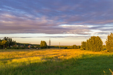 A field of grass with a few trees in the background