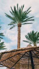 Wall Mural - tall palm trees and wicker beach umbrellas in Egypt