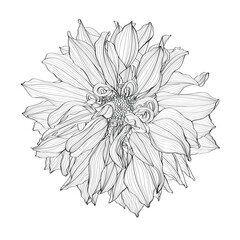 Canvas Print - Sketch Floral Dahlia flower. Black and white with line art on white backgrounds. Hand Drawn Botanical Illustrations.