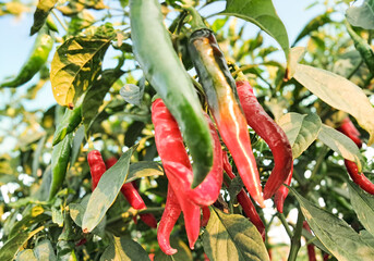 The genus Capsicum pepper plants in the family Solanaceae, which is a spice (spice) one. Nature botany. Chili is biennial plant with a single result.