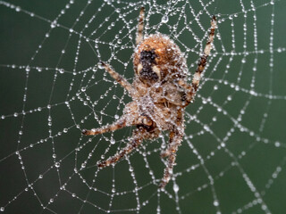 arachnid spider arachnophobia argiope web