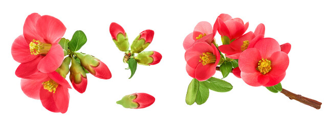 Poster - Chaenomeles speciosa or japanese quince flower isolated on white background