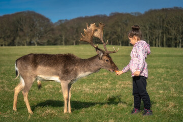 Closeup on young girl feeding carrot to Fallow Deer with large antlers, with blurred forest and field in background in Phoenix Park, Dublin, Ireland