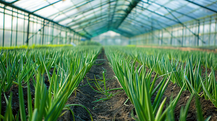 Onions in the garden. Concept of harvesting vegetables in greenhouse