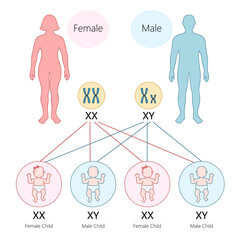human gender determination through chromosomes, xx results in a female child and xy in a male child 