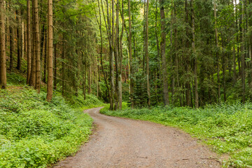 Sticker - Path in Jablonsky les forest near Letohrad, Czech Republic