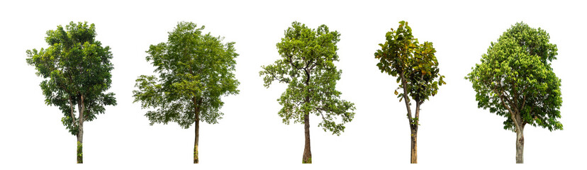 Wall Mural - collection of green trees isolated on transparent background. for easy selection of designs..