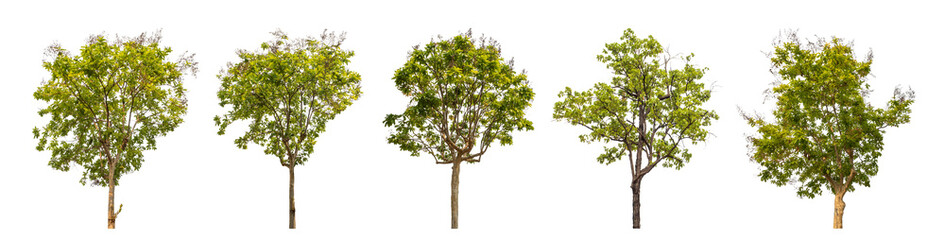 Aufkleber - Collection of green trees isolated on transparent background. for easy selection of designs..
