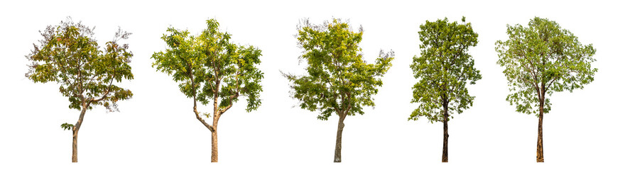 Aufkleber - Collection of green trees isolated on transparent background. for easy selection of designs..