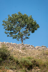 Sticker - tree on the hill