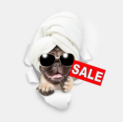 Wall Mural - Cute Pug puppy with towel on it head looking through a hole in white paper and showing signboard with labeled 