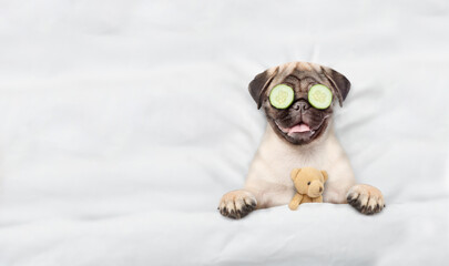 Fototapete - Funny Pug puppy with pieces of cucumber on it eyes and cream on it face relaxing on the bed at home. Top down view. Empty space for text