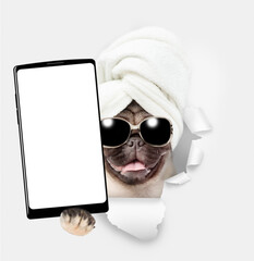 Wall Mural - Cute Pug puppy with towel on it head holds big smartphone with white blank screen in it paw, showing close to camera through torn white paper hole. Empty free space for mock up, banner