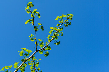 Wall Mural - Ginkgo tree (Ginkgo biloba) or gingko with brightly green new leaves against background of blue sky. Selective close-up. Fresh wallpaper nature concept. Place for your text