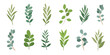 © babeer - Collection of botanical elements in green color. Set of eucalyptus leaf, branches, leaves and herb with watercolor. Hand drawn of foliage vectors for wedding decor, website, graphic and shop.