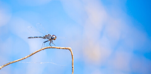 Dragonfly sitting on a branch. Beautiful nature scene with dragonfly outdoors, wildlife.