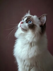 Wall Mural - A fluffy cat with striking blue eyes gazes upward against a soft background.