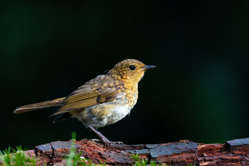 Wall Mural - juvenile european robin (erithacus rubecula) sitting on a branch in the forest of the netherlands. d